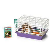 Courtney's™ Guinea Pig (Historical Characters) J8